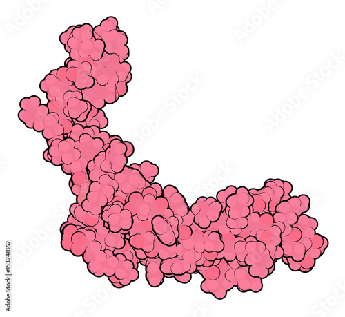 Sclerostin (murine) protein. Causes decreased bone formation by inhibiting the Wnt signaling pathway. Target of romosozumab, a monoclonal antibody for the treatment of osteoporosis.  photo