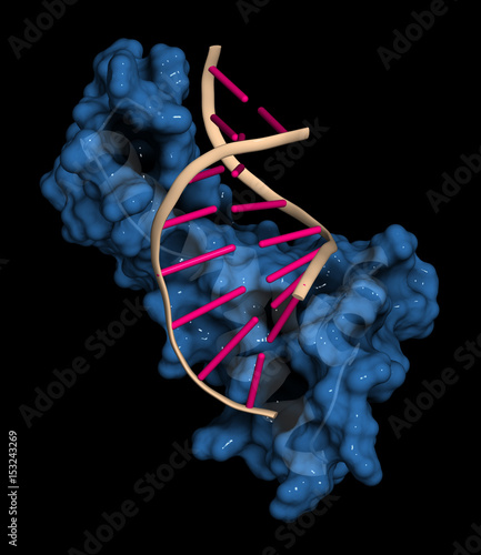 Fotografi Sex-determining region Y (SRY, TDF, HMG domain) protein, bound to DNA