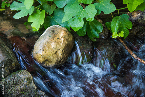 Fast stream running in the forest