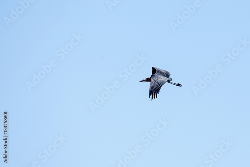 Maribou Stork - Chobe N.P. Botswana  Africa