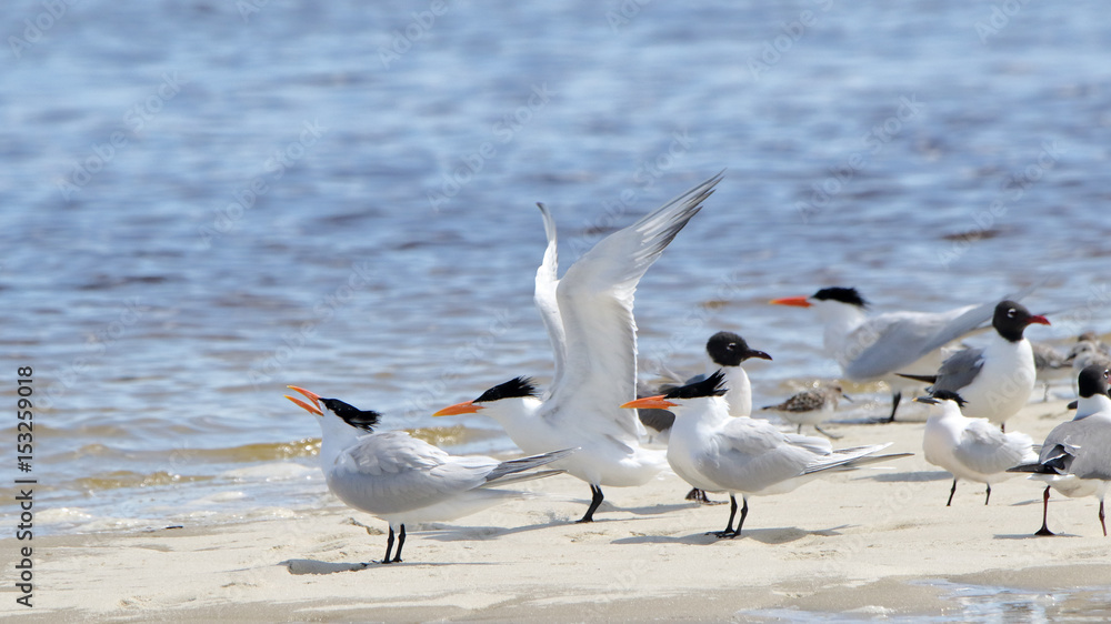 Terns on a sandbar with wing extended Terns on a sandbar with wing extended