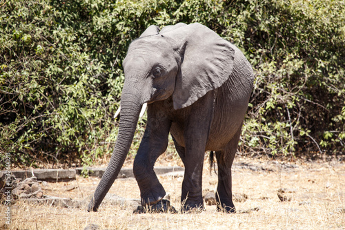 Elephant - Chobe N.P. Botswana  Africa