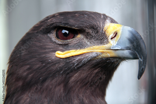 Golden eagle Aquila chrysaetos orel skalni © SCHMaster