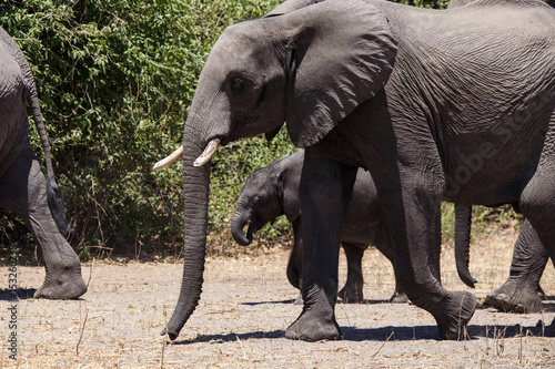 Elephant - Chobe N.P. Botswana  Africa