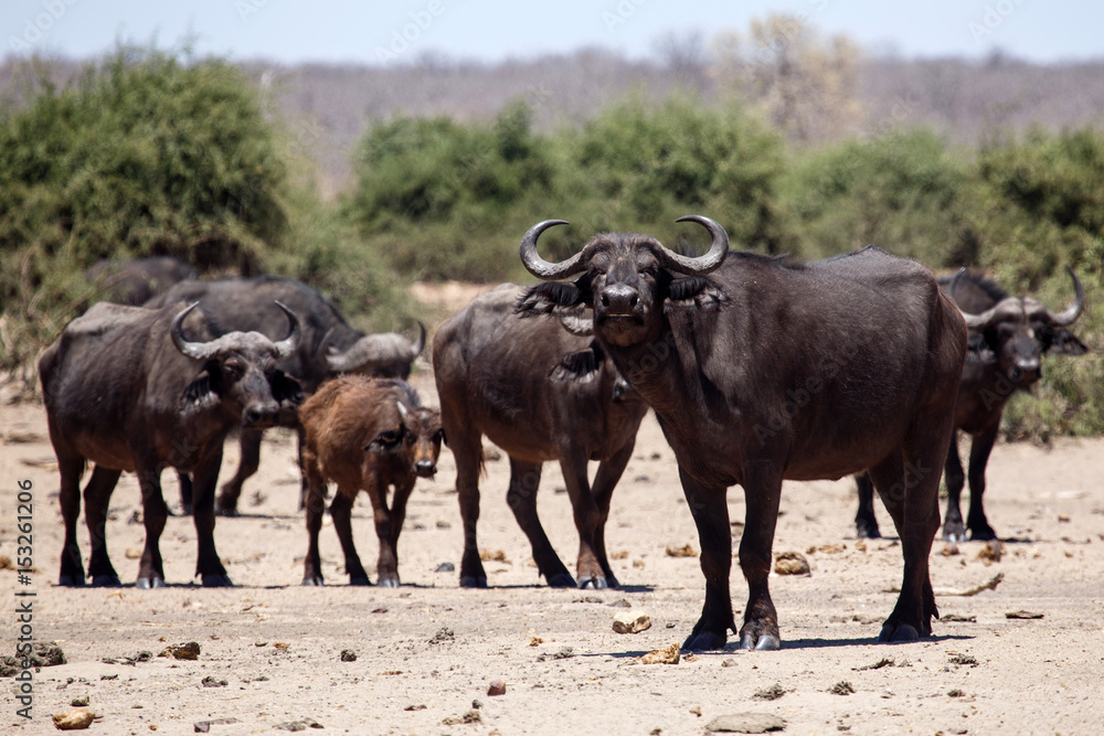 Buffalo - Chobe N.P. Botswana, Africa Buffalo - Chobe N.P. Botswana, Africa