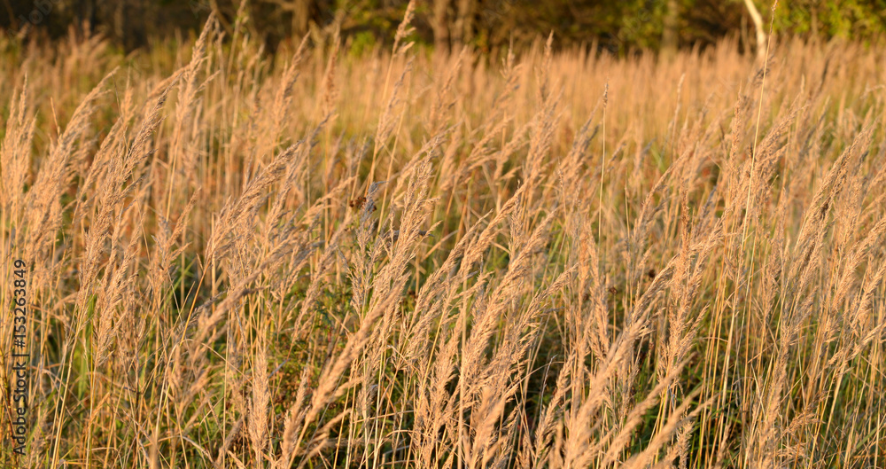 Fototapeta premium Dry grass close up.
