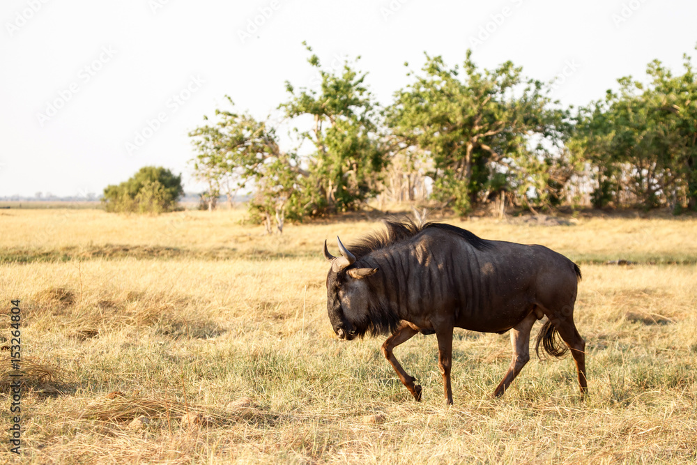 Wilderbeest, Botswana, Africa Wilderbeest, Botswana, Africa