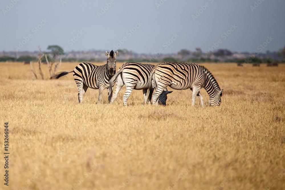 Zebra - Chobe N.P. Botswana, Africa Zebra - Chobe N.P. Botswana, Africa