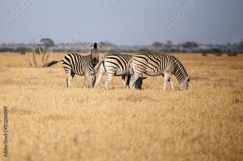 Zebra - Chobe N.P. Botswana  Africa