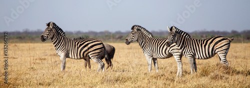 Zebra - Chobe N.P. Botswana, Africa