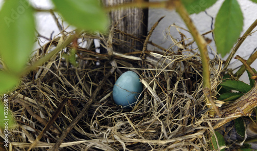 robin egg in the nest