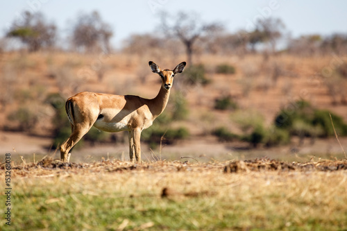 Impala - Chobe N.P. Botswana, Africa