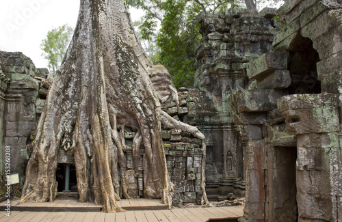 Spung Tree Overgrowth