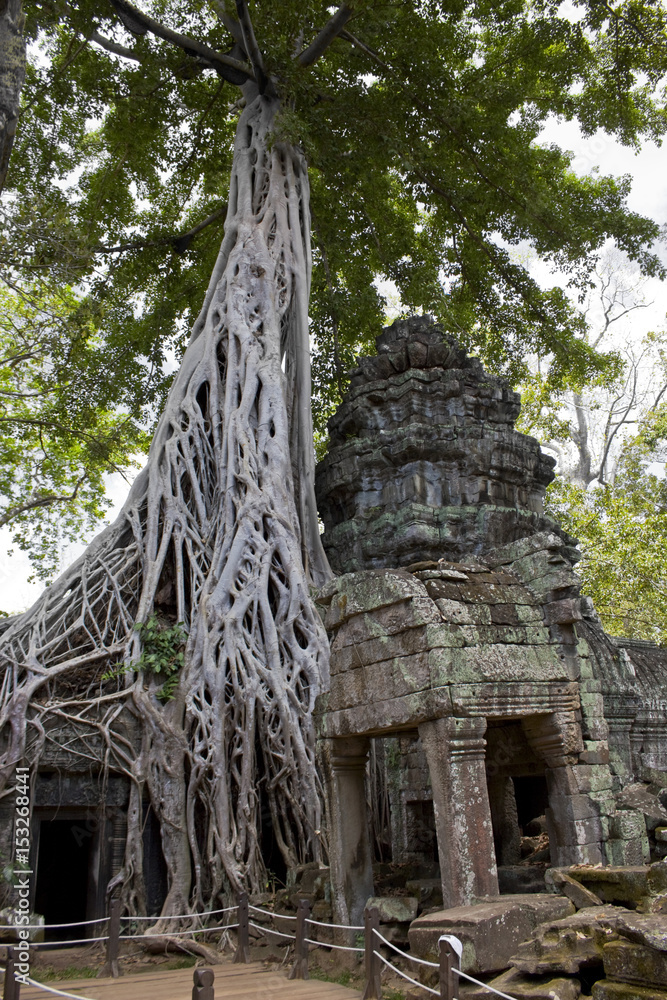 Fototapeta premium Overgrown Tree
