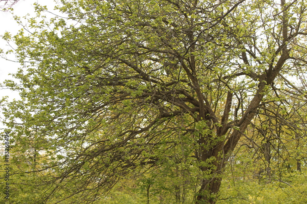 Fototapeta premium Tree 2