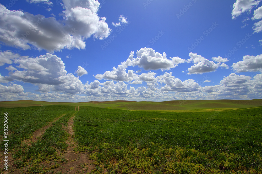 Spring Fields on the Palouse