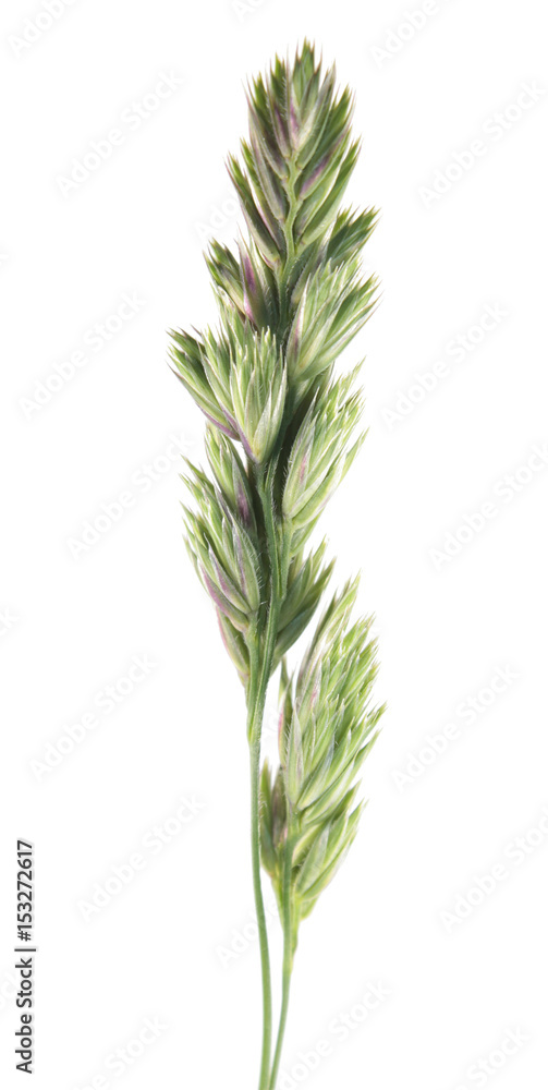 Flower head of cat grass (Dactylis glomerata) isolated on white background Flower head of cat grass (Dactylis glomerata) isolated on white background