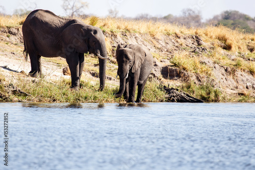 Elephant - Chobe River, Botswana, Africa © Sam D'Cruz
