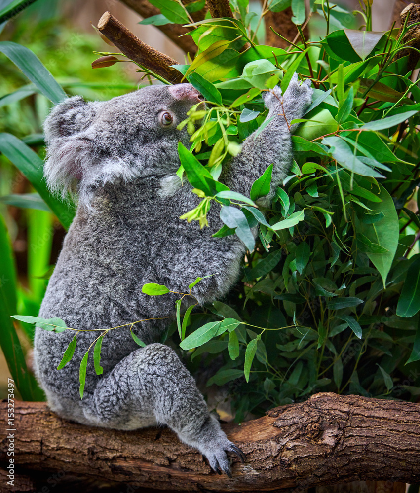 Obraz premium Koala Bear. A cute of koala