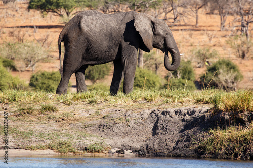 Elephant - Chobe River  Botswana  Africa