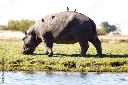 Hippo - Chobe River  Botswana  Africa