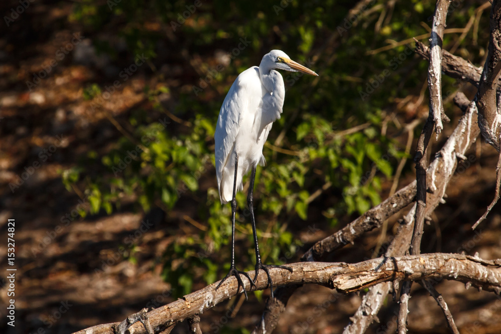 Great Egret - Chobe River, Botswana, Africa Great Egret - Chobe River, Botswana, Africa