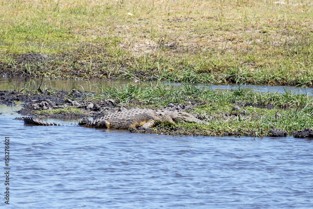 Croc - Chobe River, Botswana, Africa Croc - Chobe River, Botswana, Africa
