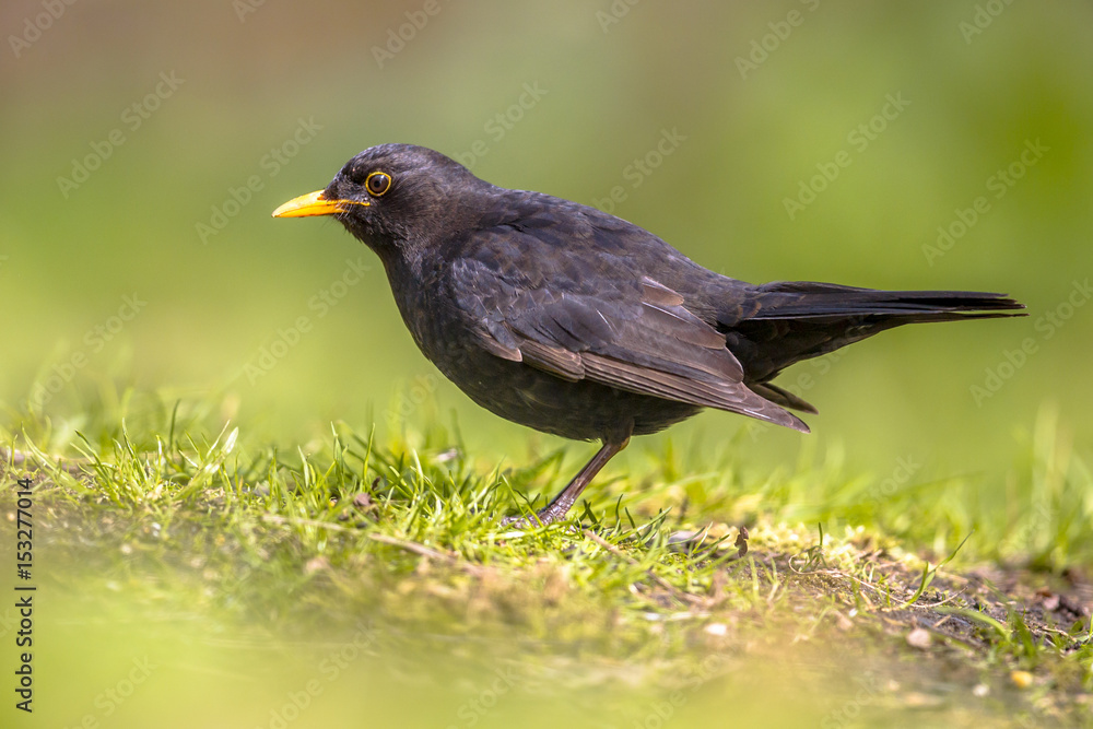 Male Blackbird foraging in backyard Male Blackbird foraging in backyard