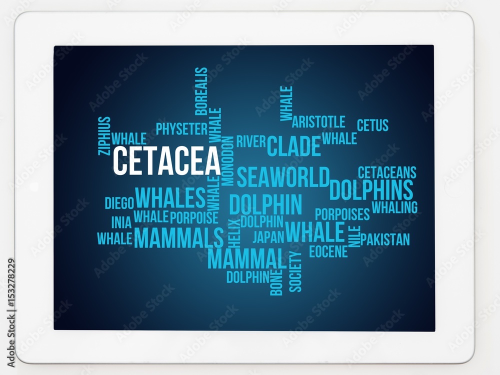 Cetacea Cetacea