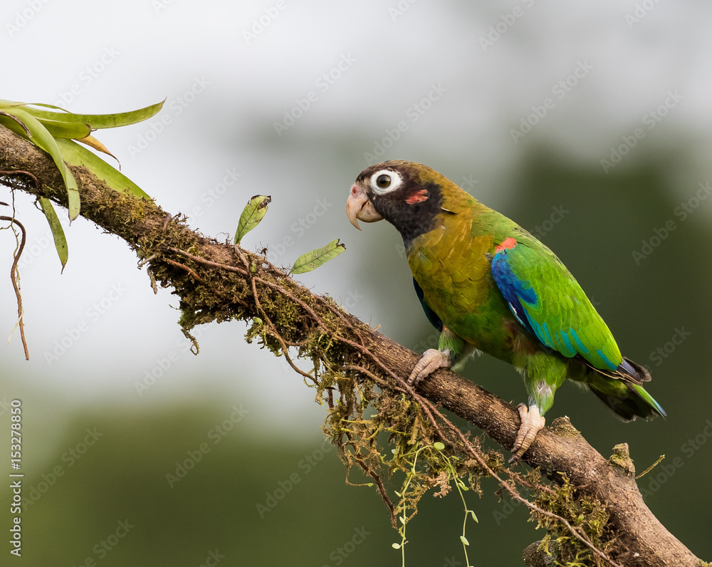 Brown-hooded Parrot Brown-hooded Parrot