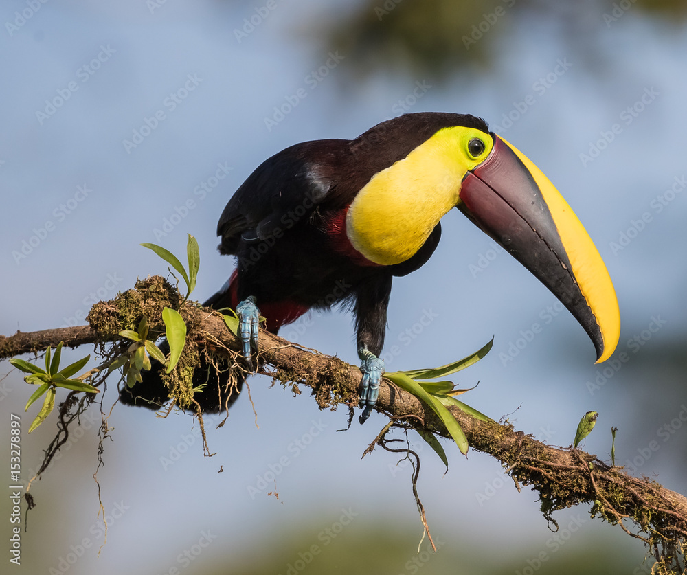 Fototapeta premium Chestnut-mandibled Toucan