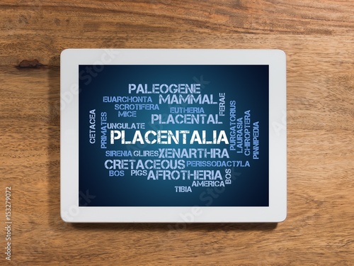 Placentalia photo