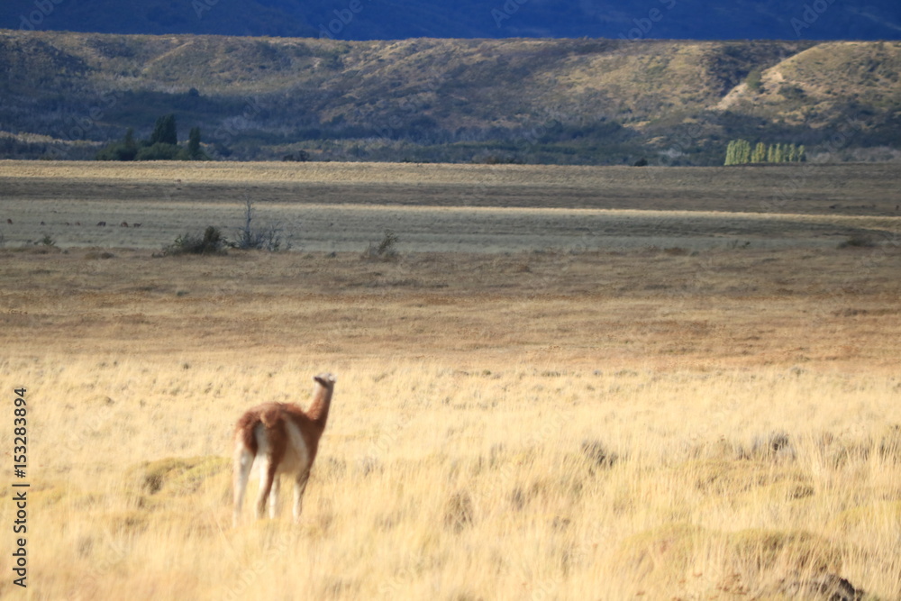 guanaco guanaco