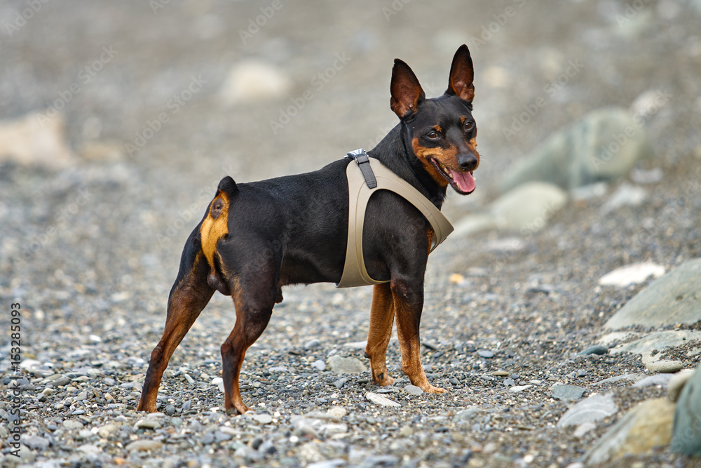 Fotografie Miniature pincher dog