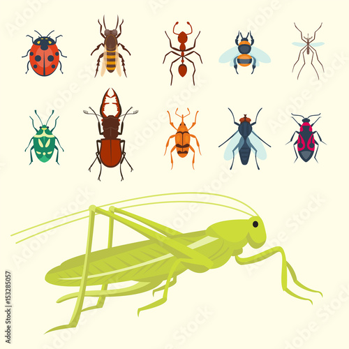 Colorful insects icons isolated wildlife wing detail summer bugs wild vector illustration