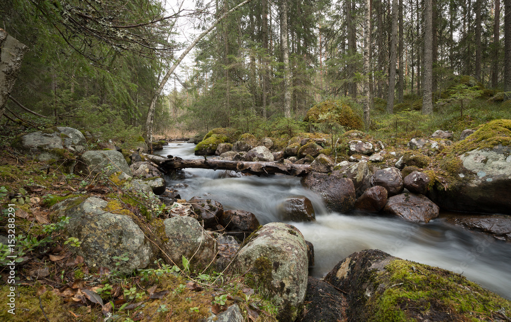 Natural river in sweden running through a mixed forest Natural river in sweden running through a mixed forest
