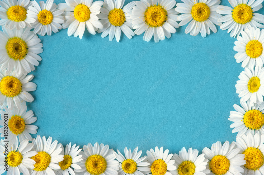 Daisy chamomile flowers frame on blue garden table. Top view with copy space