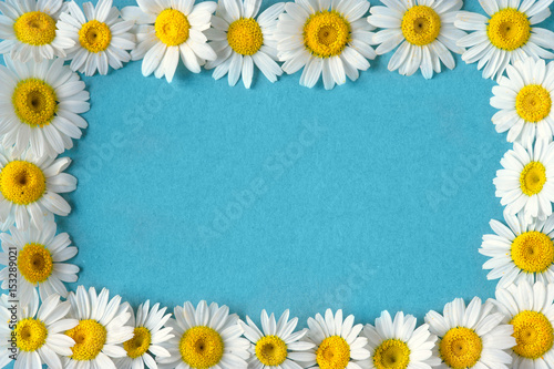 Daisy chamomile flowers frame on blue garden table. Top view with copy space © nfbiruza