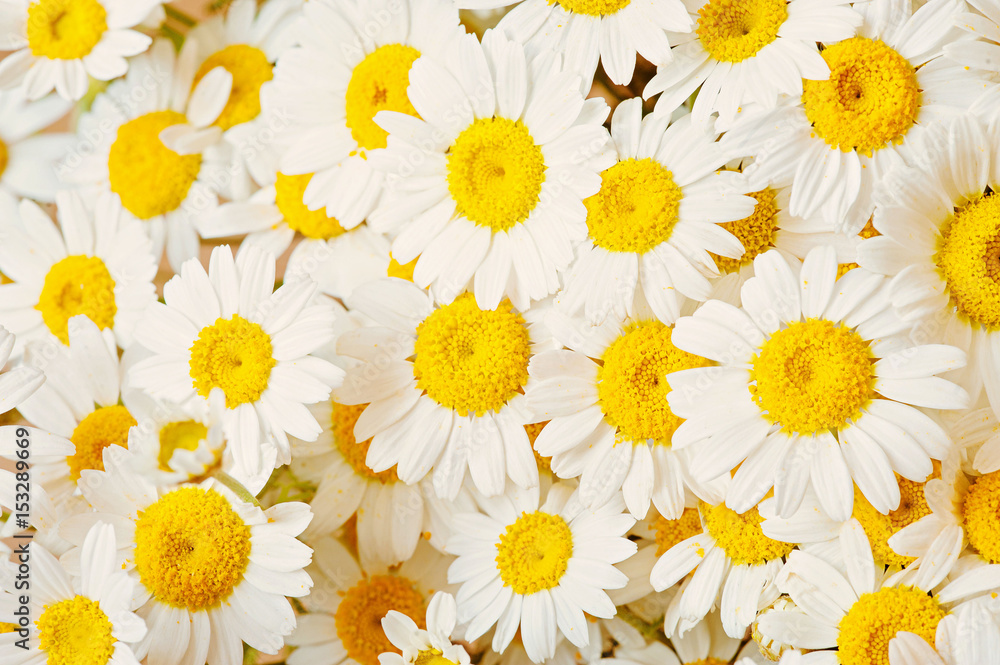 Obraz premium Lovely blossom daisy flowers