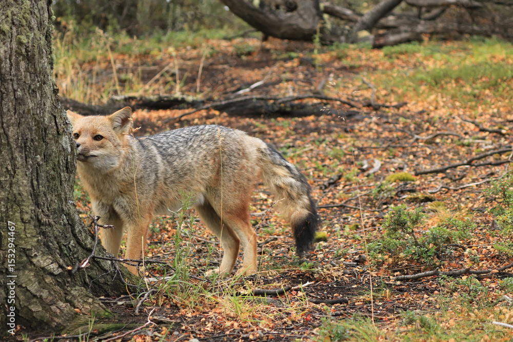 patagonia fox