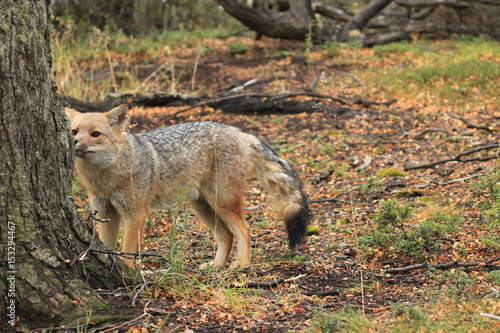 patagonia fox