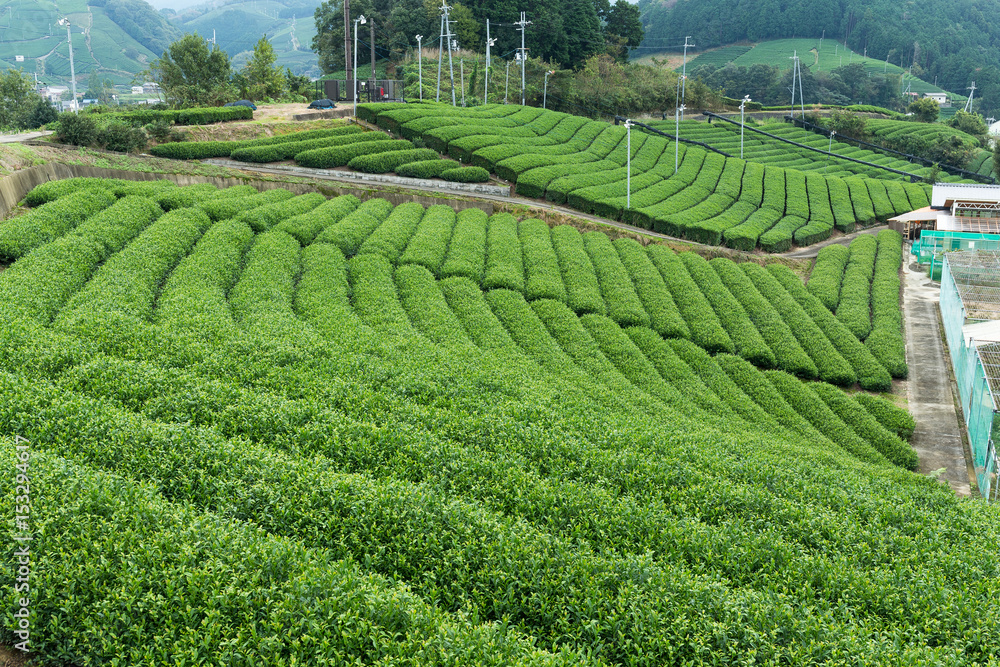 Fresh green tea field