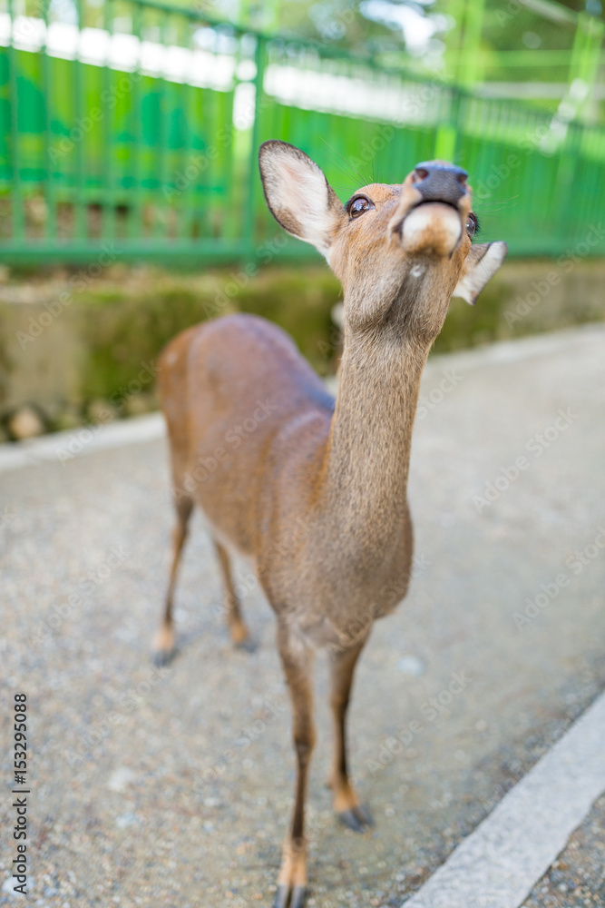 Obraz premium Deer looking for food