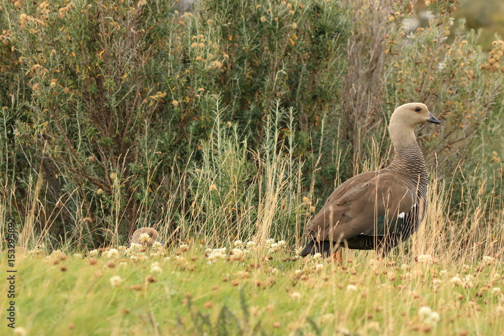 Fototapeta premium avutarda cauquen