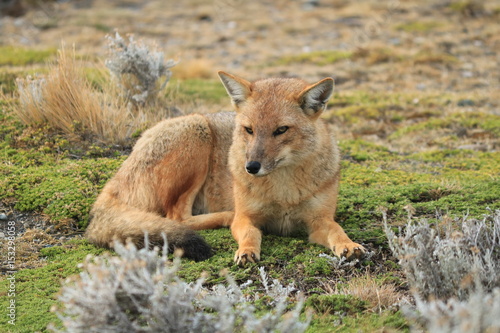 patagonia fox