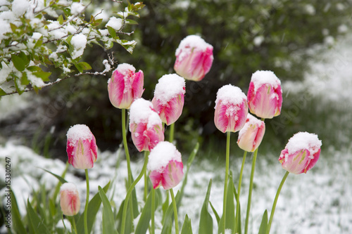 Fototapeta Naklejka Na Ścianę i Meble -  tulips in the snow