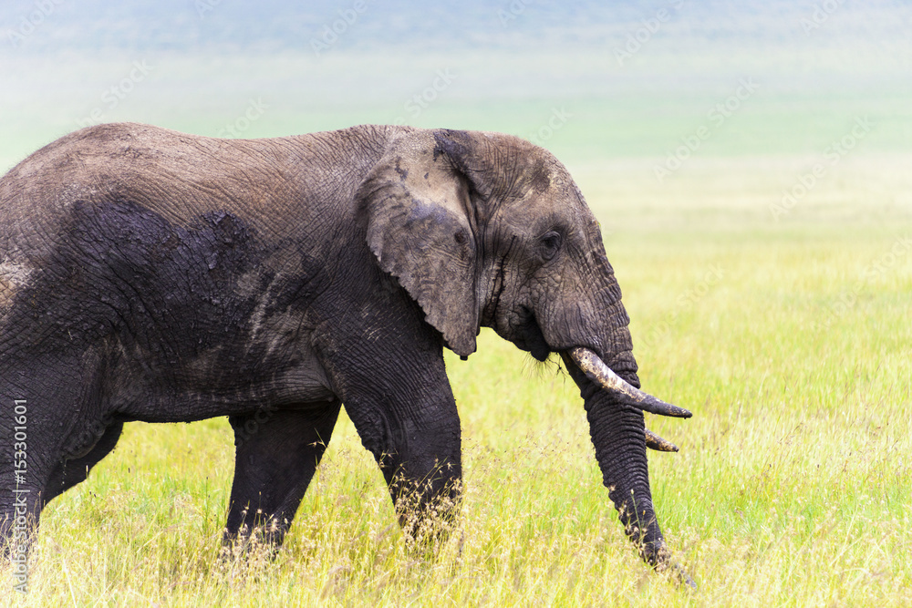 Fototapeta premium A big old bull throphy elephant in Serengeti National Park Tanzania Africa 