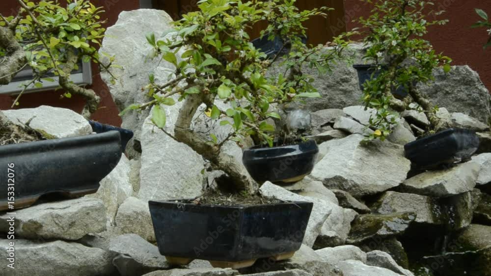 盆栽 Bonsai Dvergtré Bonsái Бонсай Bonszai Bonsaj 盆景 video בונסאי Bonsaitré Բոնսայ बोनसाई 분재 بونساي Μπονσάι بونسای
盆栽 Bonsai Dvergtré Bonsái Бонсай Bonszai Bonsaj 盆景 video בונסאי Bonsaitré Բոնսայ बोनसाई 분재 بونساي Μπονσάι بونسای