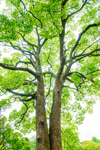 常緑樹、クスノキ、 エコロジー © blew_f