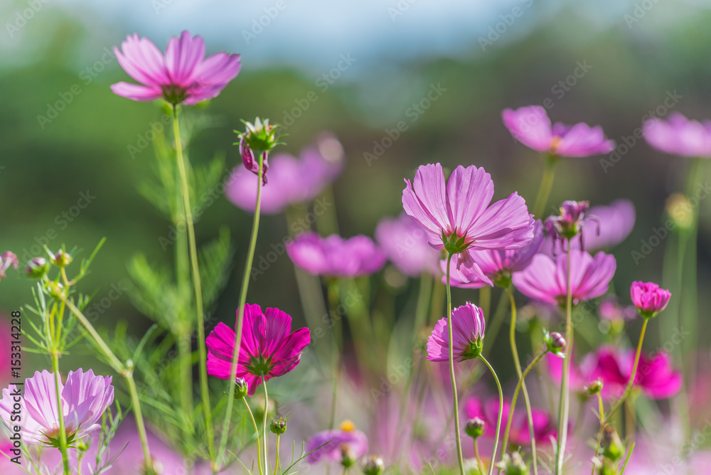 Pink cosmos flower fields